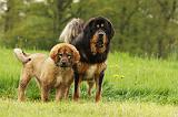 DOGUE DU TIBET 815
